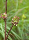 Einzelbild 5 Kleiner Wiesenknopf - Sanguisorba minor