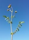 Einzelbild 8 Kleiner Wiesenknopf - Sanguisorba minor