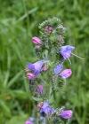 Einzelbild 5 Gemeiner Natterkopf - Echium vulgare