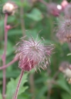 Einzelbild 6 Bach-Nelkenwurz - Geum rivale