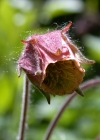 Einzelbild 7 Bach-Nelkenwurz - Geum rivale