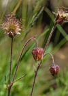 Einzelbild 8 Bach-Nelkenwurz - Geum rivale