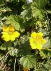 Einzelbild 6 Berg-Nelkenwurz - Geum montanum