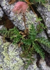 Einzelbild 7 Kriechende Nelkenwurz - Geum reptans
