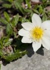 Einzelbild 5 Silberwurz - Dryas octopetala