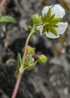 Einzelbild 5 Felsen-Fingerkraut - Potentilla rupestris