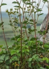 Einzelbild 6 Felsen-Fingerkraut - Potentilla rupestris