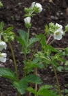 Einzelbild 7 Felsen-Fingerkraut - Potentilla rupestris