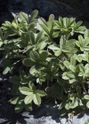 Einzelbild 5 Vielstängeliges Fingerkraut - Potentilla caulescens