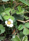 Einzelbild 4 Erdbeer-Fingerkraut - Potentilla sterilis