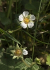 Einzelbild 5 Erdbeer-Fingerkraut - Potentilla sterilis
