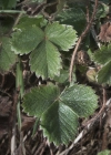 Einzelbild 6 Erdbeer-Fingerkraut - Potentilla sterilis