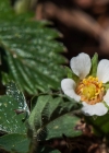 Einzelbild 7 Erdbeer-Fingerkraut - Potentilla sterilis