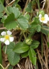 Einzelbild 8 Erdbeer-Fingerkraut - Potentilla sterilis