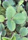 Einzelbild 6 Kleinblütiges Fingerkraut - Potentilla micrantha