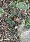 Einzelbild 8 Kleinblütiges Fingerkraut - Potentilla micrantha