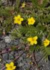 Einzelbild 6 Gänse-Fingerkraut - Potentilla anserina