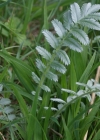 Einzelbild 7 Gänse-Fingerkraut - Potentilla anserina