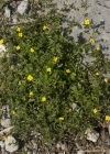 Einzelbild 6 Blutwurz - Potentilla erecta