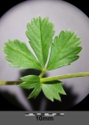 Einzelbild 8 Blutwurz - Potentilla erecta