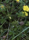 Einzelbild 5 Kriechendes Fingerkraut - Potentilla reptans
