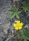 Einzelbild 7 Kriechendes Fingerkraut - Potentilla reptans