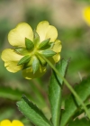 Einzelbild 8 Kriechendes Fingerkraut - Potentilla reptans