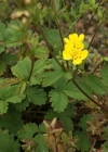 Einzelbild 6 Grossblütiges Fingerkraut - Potentilla grandiflora