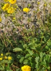 Einzelbild 7 Grossblütiges Fingerkraut - Potentilla grandiflora