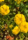 Einzelbild 8 Grossblütiges Fingerkraut - Potentilla grandiflora