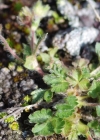 Einzelbild 5 Gletscher-Fingerkraut - Potentilla frigida