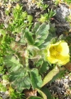 Einzelbild 6 Gletscher-Fingerkraut - Potentilla frigida