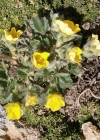 Einzelbild 7 Gletscher-Fingerkraut - Potentilla frigida