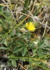 Einzelbild 8 Gletscher-Fingerkraut - Potentilla frigida