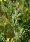 Einzelbild 7 Hohes Fingerkraut - Potentilla recta