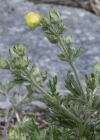 Einzelbild 5 Silber-Fingerkraut - Potentilla argentea