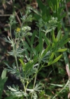 Einzelbild 6 Silber-Fingerkraut - Potentilla argentea