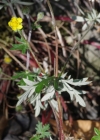 Einzelbild 7 Silber-Fingerkraut - Potentilla argentea