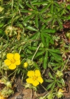 Einzelbild 1 Siebenblättriges Fingerkraut - Potentilla heptaphylla