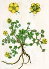 Einzelbild 6 Frühlings-Fingerkraut - Potentilla verna