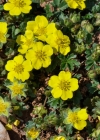 Einzelbild 7 Frühlings-Fingerkraut - Potentilla verna