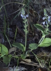 Einzelbild 5 Echter Ehrenpreis - Veronica officinalis