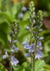 Einzelbild 8 Echter Ehrenpreis - Veronica officinalis