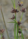 Einzelbild 5 Alpen-Binse - Juncus alpinoarticulatus