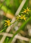 Einzelbild 6 Igelfrüchtige Segge - Carex echinata