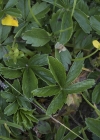 Einzelbild 5 Gold-Fingerkraut - Potentilla aurea