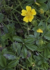 Einzelbild 6 Gold-Fingerkraut - Potentilla aurea