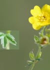 Einzelbild 7 Gold-Fingerkraut - Potentilla aurea