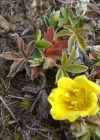 Einzelbild 8 Gold-Fingerkraut - Potentilla aurea