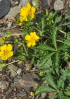 Einzelbild 4 Crantz' Fingerkraut - Potentilla crantzii